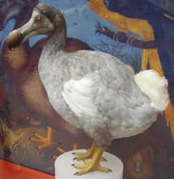stature of a dodo bird