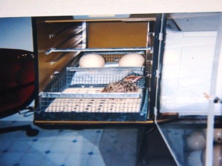 Eggs in an in incubator
