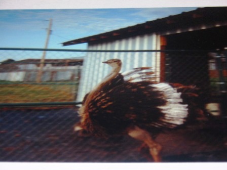 An ostrich in a love dance An ostrich in a love dance