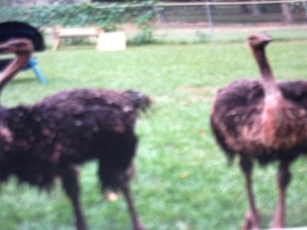 One year old birds One year old birds
